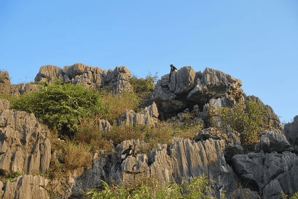 Van Long is home to many rare animals, including the Delacour's langur &ndash; a local symbol of wildlife conservation